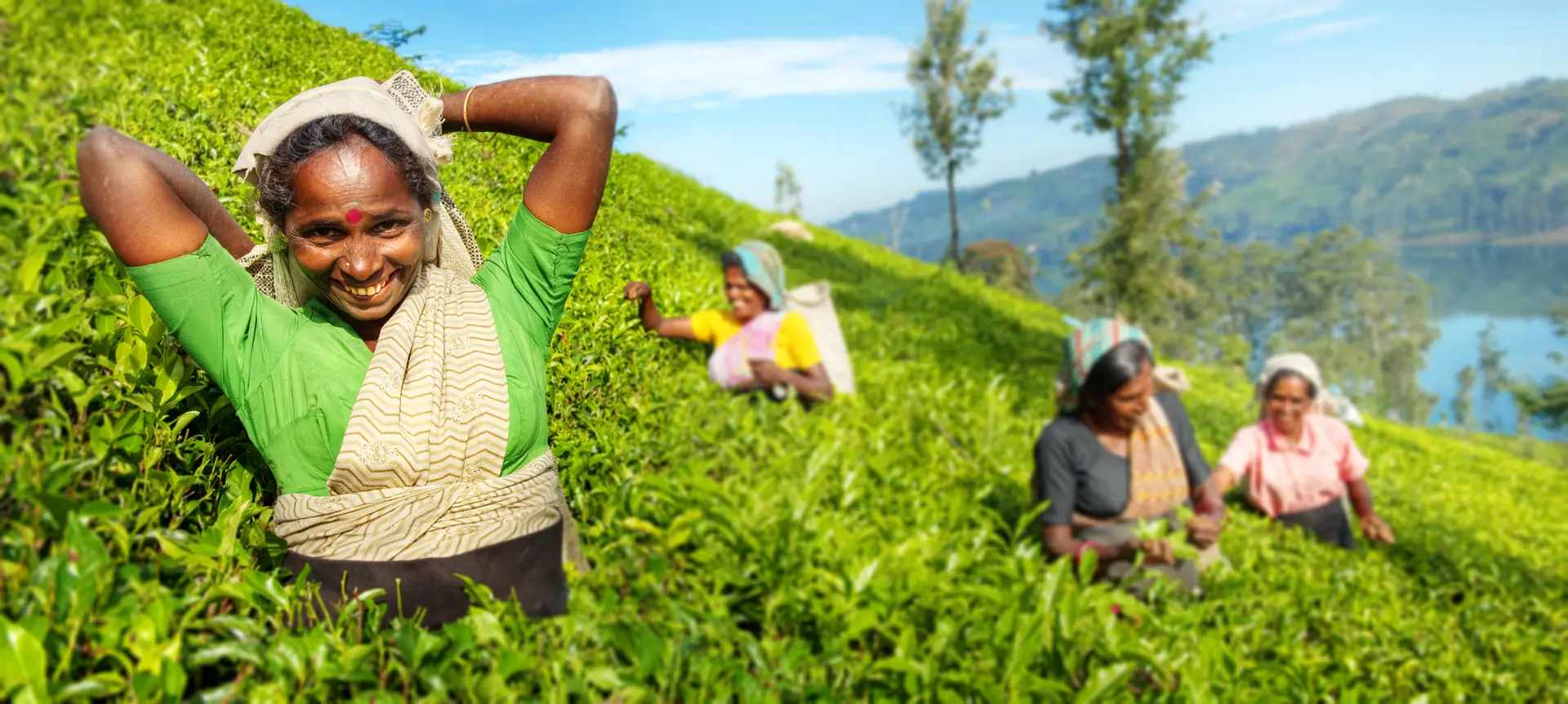 Tea Country