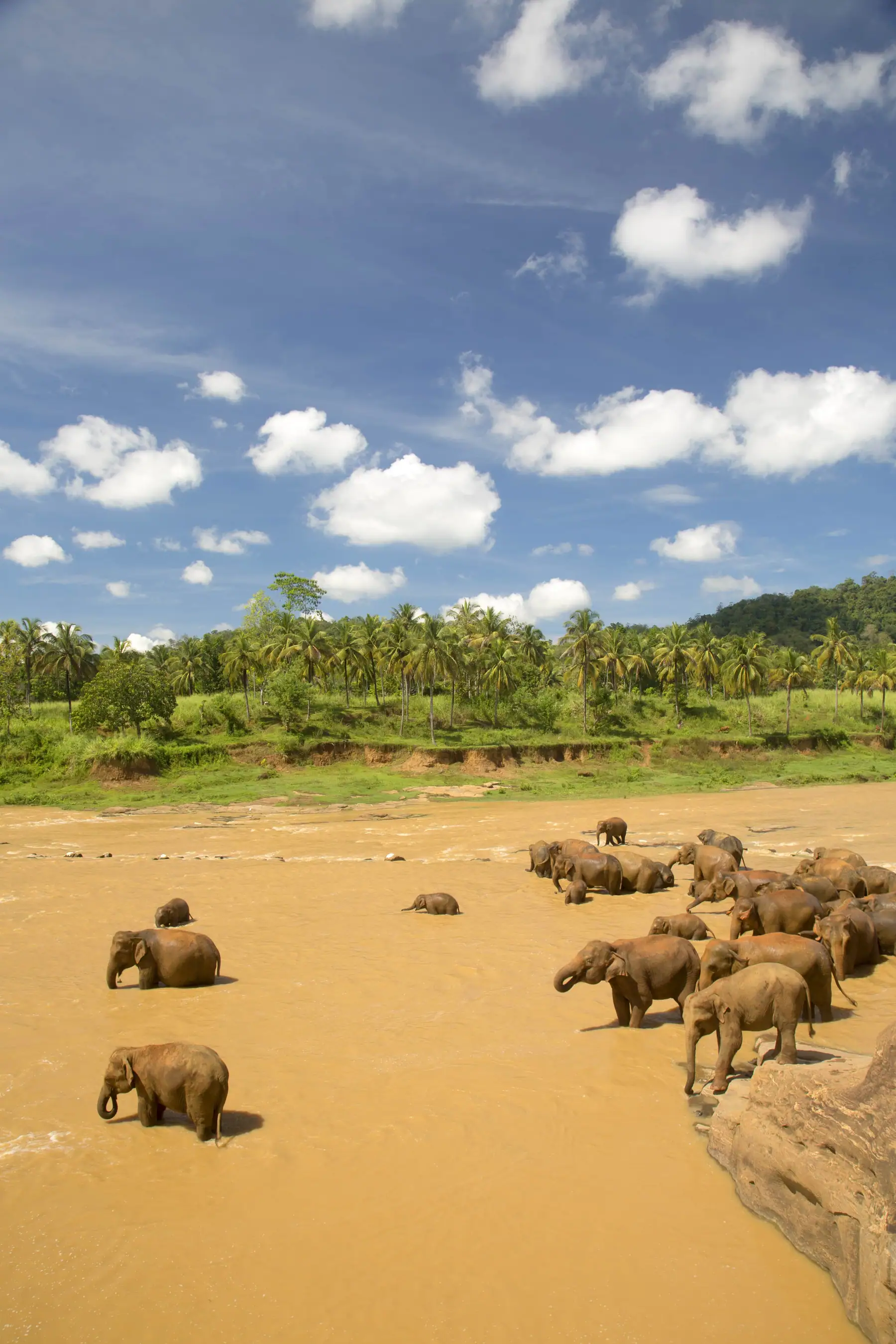 Elephants