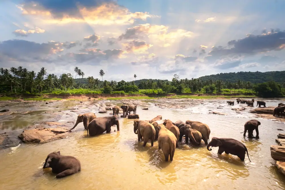 Elephant