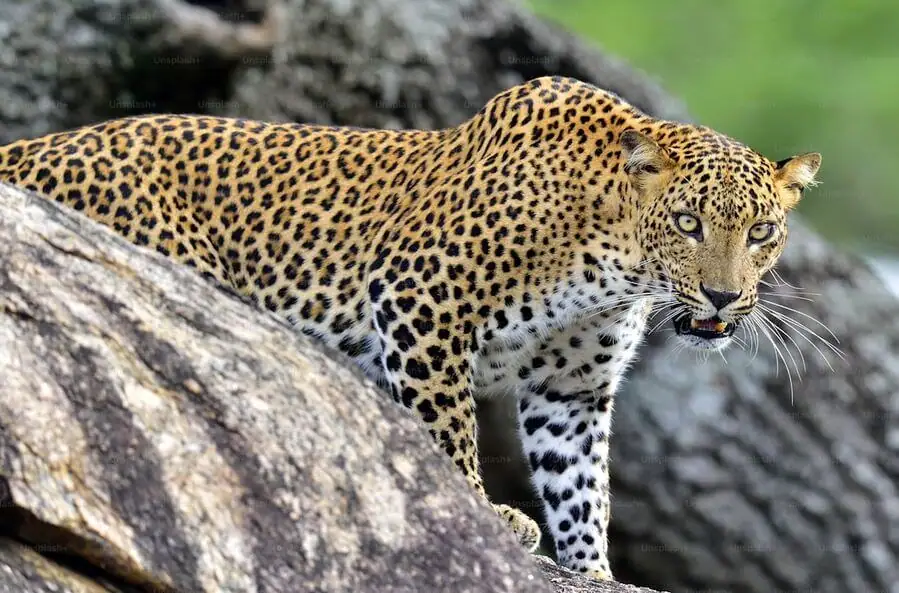 Leopard