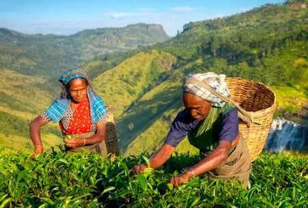 Tea picking